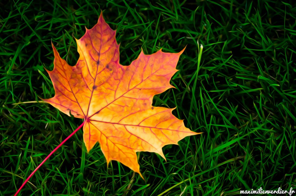 _DSC4554-Modifier